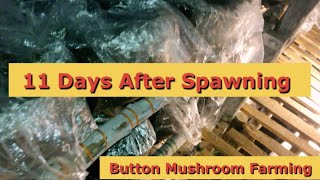 11 Day After Spawning | Hi Tech AC Mushroom Farm | Button Mushroom Farming