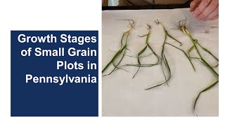 Growth Stages of Small Grain Plots in Pennsylvania