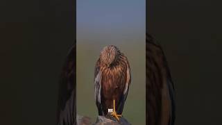 ✈️🦅 Airplane vs Super Birds – Who Can Stay in the Air Longer? #tinyplanes #airplane #birds