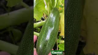 First Time To plant Zucchini Vegetable Excited Wowww #zucchini #vegatble #summerplanting #shorts