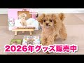 【お知らせ】2026年カレンダー他、グッズ販売中です!【トイプードルのコロン】