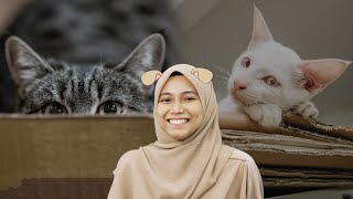 Kenapa Kucing Suka Kotak?