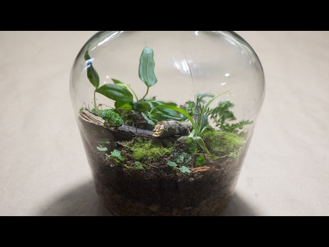 Making a Bottle Terrarium + Closed Terrarium Basics