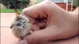 Bayi Burung Kolibri Terlucu yang Pernah Ada