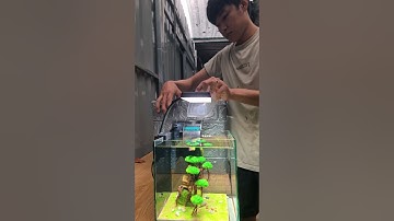 Tiểu Cảnh Cho Hồ Cá Mini #Zeroshock #Skyguppy