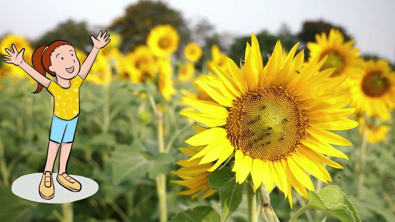 Moro postures 08 Growing Sunflower YouTube