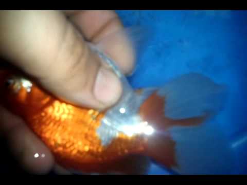 Vidéo: Poisson Rouge Au Corps étroit De Couleur Rose Impitoyable