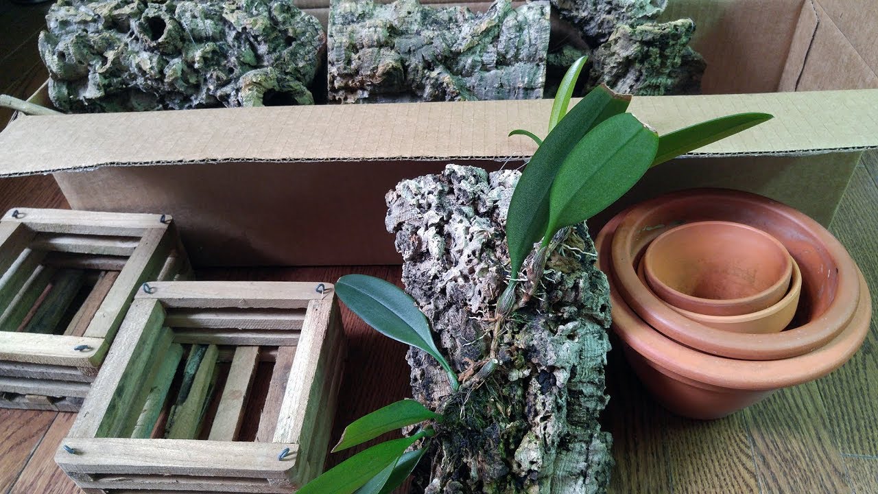 Mounted orchid Bulbophyllum macranthum thoughts, seeking advice...