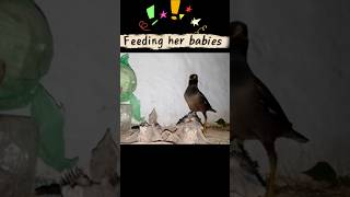 Mother Myna Feeding Her Babies! 🥹❤️ #shorts