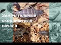 Lychas tricarinatus краткое описание )