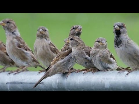 CHWRWI || HOUSE SPARROW|TRIPURA