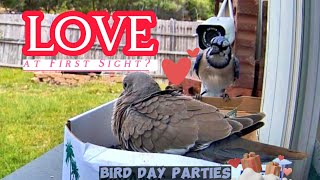 A WhiteWinged Dove and Blue Jay Bird: A Love Story? Bird Language