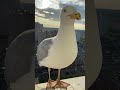 Seagull (Чайка)