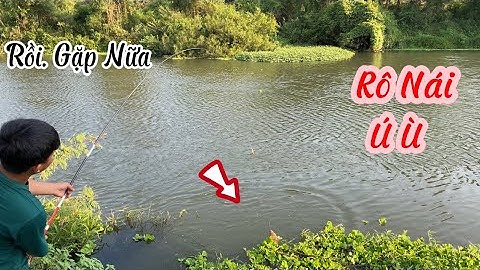 Câu Cá Rô Đồng Trúng Ổ Cá Rô Cụ, Rô Nái Ú Nù Giật Run Tay Đã Thiệt | Thính Đây Đó