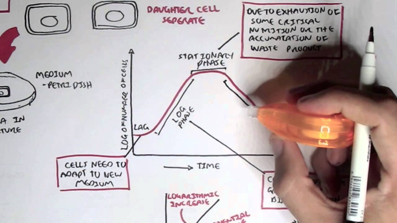 Microbiology Bacteria Classification Chart