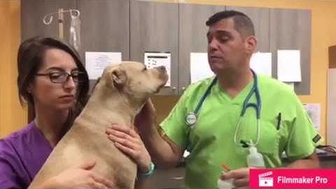 Administering subcutaneous injection in a dog