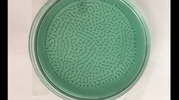 Formation and evolution of spatiotemporal patterns (depth = 2.6 mm)