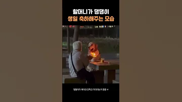 댕댕이 생일 축하해주는 