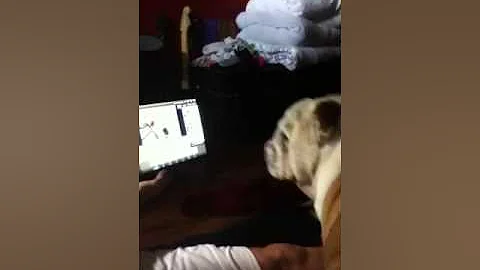 Bulldog watching a video