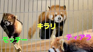 【早退する場面も楽しい西山動物園レッサーパンダ】～Nishiyama Zoo red pandas～