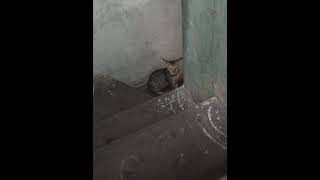  #Please kind about stray animals 