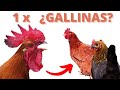 Cuantas GALLINAS Se Pueden Tener Por GALLO Para que Salgan los HUEVOS Fértiles