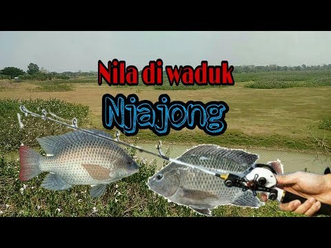 Mancing di waduk Njajong