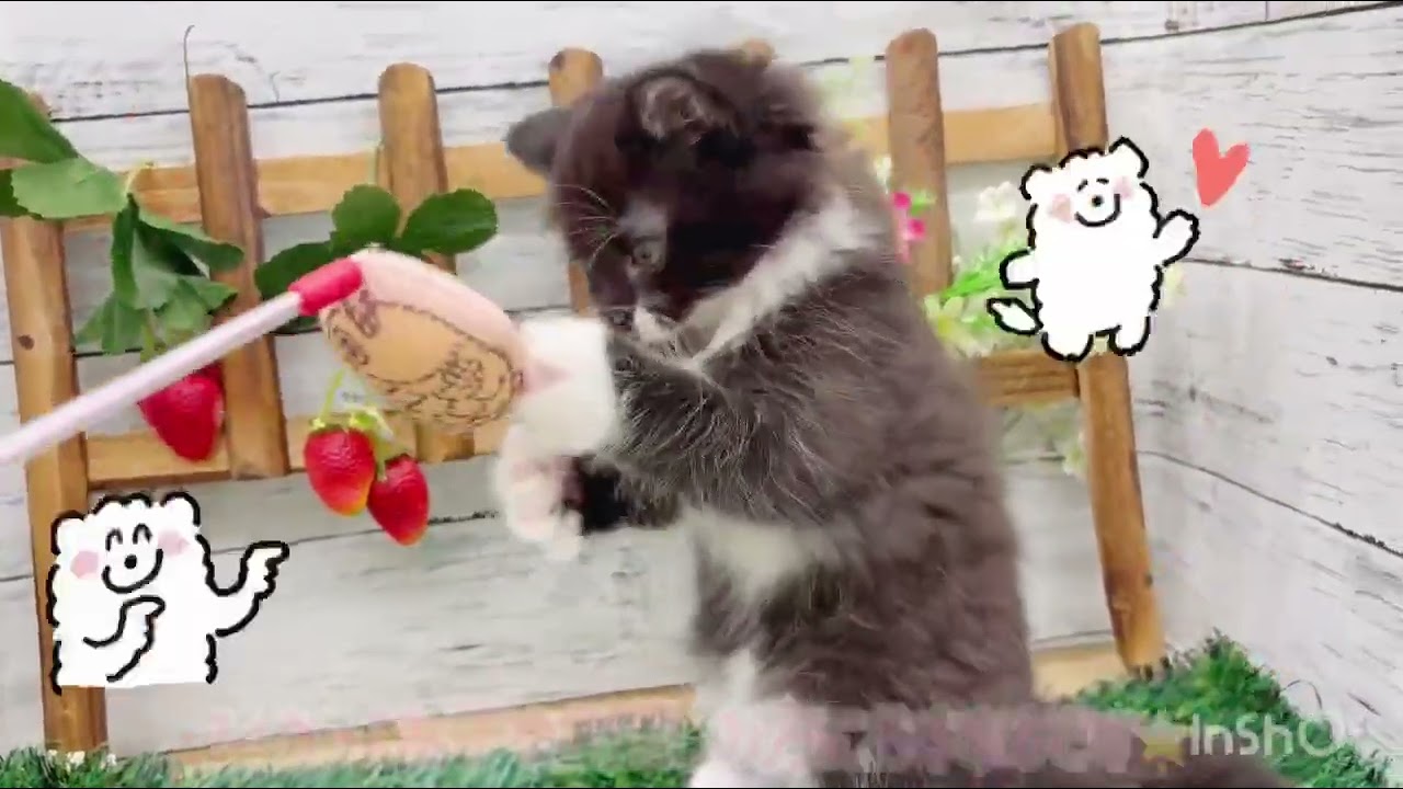 価格の安い♥マンチカン ♀ 現在体重1kg【動画あり♫】ゴロゴロが
