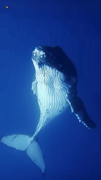 Suara Paus 🐳 (Paus bungkuk)