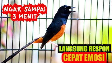 PANCINGAN MURAI BATU GACOR, SEKALI DENGAR AMPUH BIKIN MURAI APAPUN LANGSUNG EMOSI