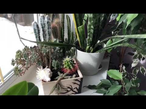 Мини-садик из кактусов