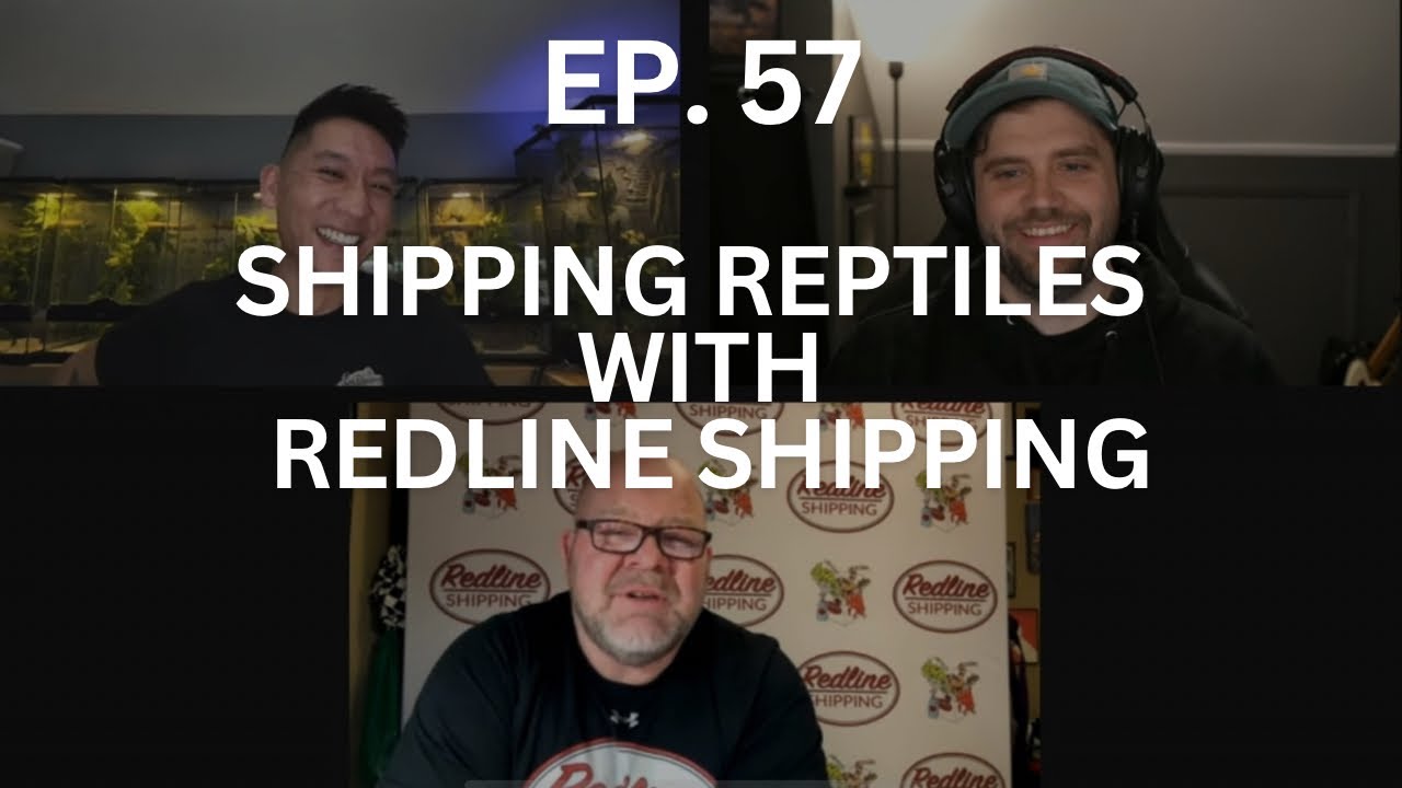 Shipping Reptiles w/ Redline Shipping | Ep. 57 of The Gecko Pod - YouTube