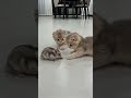 #kucing