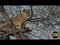 safariLIVE - Sunrise Safari - September 22, 2019