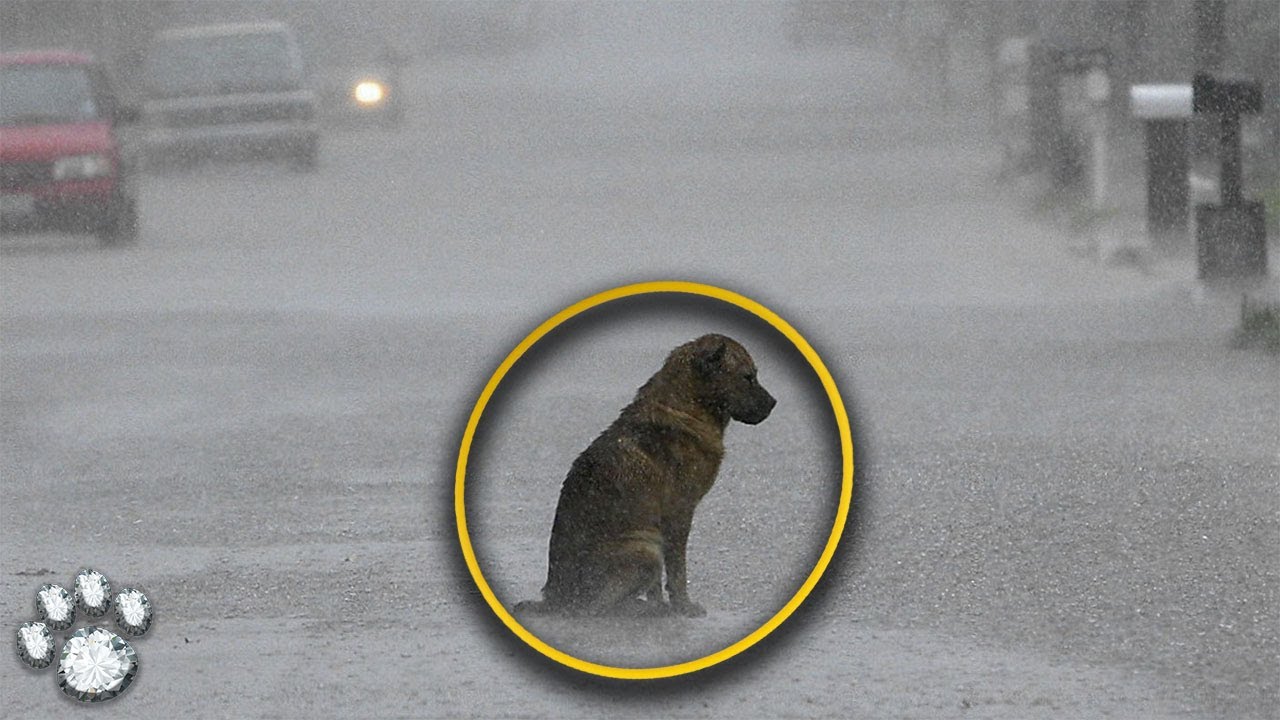 Грустная собака отказалась покинуть подъезд, где жили ее бывшие хозяева