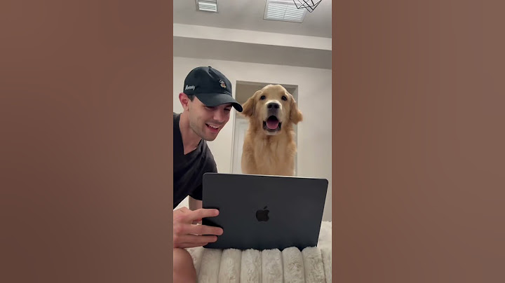 My dog is obsessed with Stitch! #dog #dogs #goldenretriever #puppy #stitch #dogsofyoutube
