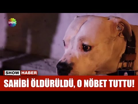 Sahibi ölünce barınağa götürüldü