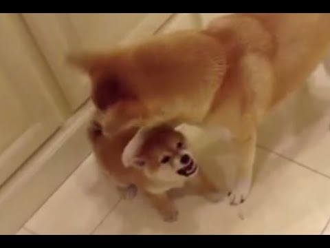 angry shiba puppy