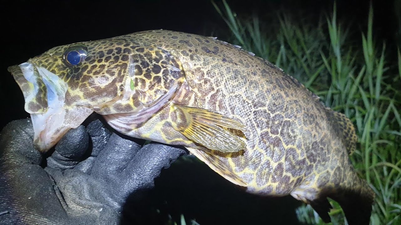 쏘가리 밤낚시 하는 방법과 미노우 활용방법