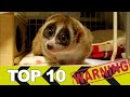 TOP 10 Roztomilých zvířat, která vás mohou zabít