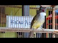Masteran Cucak Jenggot Gacor Kicau Pidong Mp3 - Mp4 Download