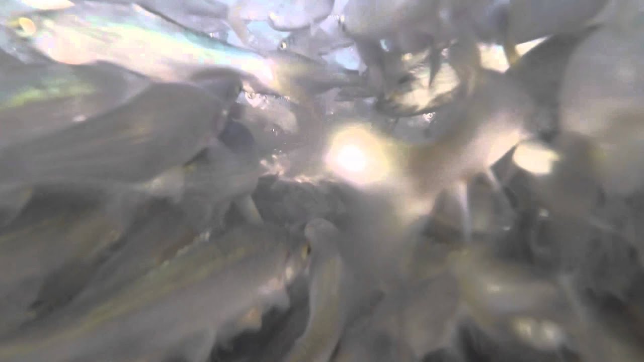 Bait Ball Of Roach Great Linford Lakes YouTube