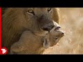 Lion Kills Its Own Cub