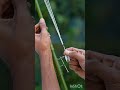 natural slingshot/gun made from bamboo wood #shortfeed #slingshot #shortfeed #slingshot #balloon
