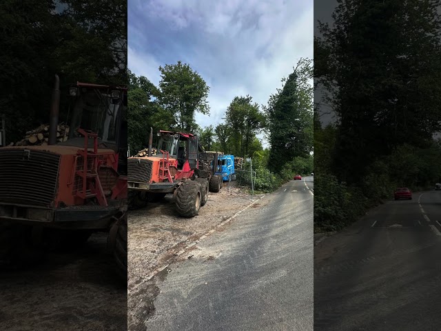 Dangerous Roadside Ash Dieback Clearance