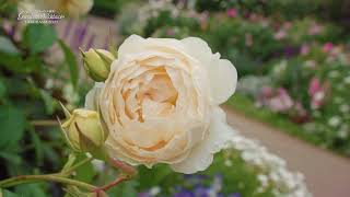 公式 みなとエリア21春 花風景 バラ 港の見える丘公園 イングリッシュローズの庭 Youtube