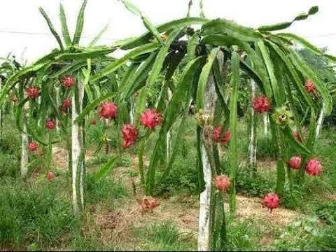 pitaya p plant como plantar