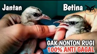 Part 2: Penjelasan Lengkap Cara Membedakan Trucukan Jantan Dan Betina