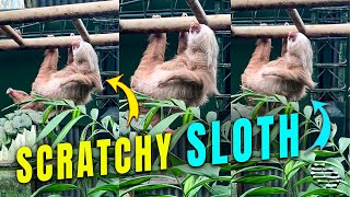 Scratchy Sloth Dealing with an Itch