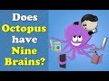 Does octopus have nine brains  mores  aumsum kids science education children